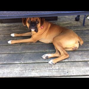 Meet your Posher, Damon